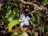Periwinkle; Myrtle (Vinca Minor)