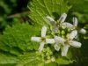 Garlic Mustard (Alliaria petiolata)
