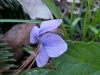 Common Blue Violet (Viola sororia)