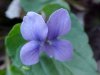 Common Blue Violet (Viola sororia)