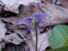 Common Blue Violet (Viola sororia)