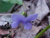 Common Blue Violet (Viola sororia)