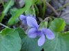 Common Blue Violet (Viola sororia)