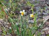 Wild Daffodil (Narcissus pseudonarcissus)
