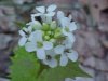 Garlic Mustard (Alliaria petiolata)