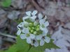 Garlic Mustard (Alliaria petiolata)