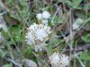 Plaintainleaf Pussytoes (Antennaria plantaginifolia)