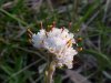 Plaintainleaf Pussytoes (Antennaria plantaginifolia)
