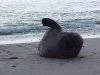 Californian Elephant Seal