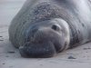 Californian Elephant Seal