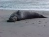 Californian Elephant Seal