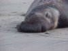 Californian Elephant Seal