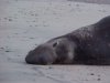Californian Elephant Seal