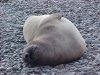 Californian Elephant Seal