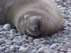 Californian Elephant Seal