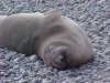 Californian Elephant Seal