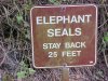 Elephant Seals - Stay Back 25 Feet