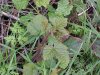 Possibly Poison Oak