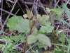 Possibly Poison Oak
