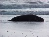 Elephant seal