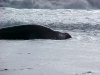 Elephant seal