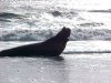Elephant seal