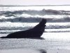 Elephant seal