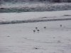 small beach birds