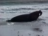 Elephant seal