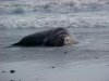 Elephant seal