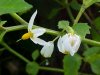 Common Nightshade (Solanum ptychanthum)