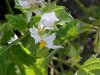 Common Nightshade (Solanum ptychanthum)