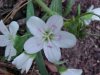 Spring Beauty (Claytonia virginica)