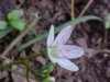 Spring Beauty (Claytonia virginica)