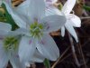 Spring Beauty (Claytonia virginica)