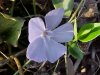 Periwinkle; Myrtle (Vinca Minor)