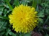 Common Dandelion (Taraxacum officinale)