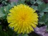 Common Dandelion (Taraxacum officinale)
