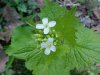 Garlic Mustard (Alliaria petiolata)