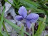 Common Blue Violet (Viola sororia)