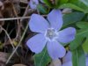 Periwinkle; Myrtle (Vinca Minor)