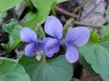 Common Blue Violet (Viola sororia)