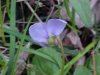 Common Blue Violet (Viola sororia)