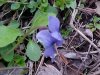 Common Blue Violet (Viola sororia)