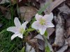 Spring Beauty (Claytonia virginica)