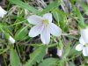 Spring Beauty (Claytonia virginica)