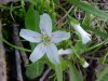 Spring Beauty (Claytonia virginica)
