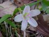 Spring Beauty (Claytonia virginica)