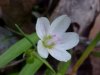 Spring Beauty (Claytonia virginica)