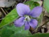 Common Blue Violet (Viola sororia)